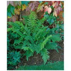 Polystichum setiferum 'Prolif.Dahlem', Schildfarn, ca. 9x9 cm Topf