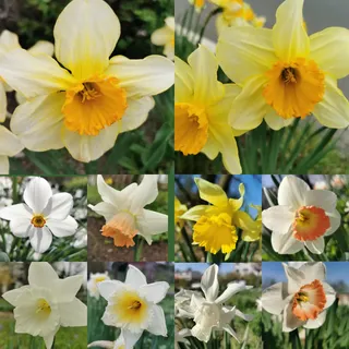 AUSVERKAUF Narzissenzwiebeln : Bunter Narzissen Zwiebel Mix - Frühblüher, " 5 Blumenzwiebeln