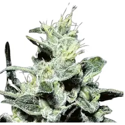 Nebula | Feminisierte Cannabissamen von Paradise Seeds | 3 Hanfsamen