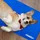 Relaxdays Kühlmatte Hund 50 x 90 cm blau