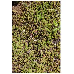 Sedum sexangulare, Milder Mauerpfeffer, ca. 9x9 cm Topf