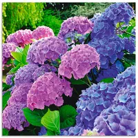 Artland Wandbild Hortensien im Garten«, Blumen (1 St.), als Alubild, Outdoorbild, Leinwandbild, Poster, Wandaufkleber, lila