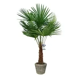 wdmt Rattan-Pflanzkorb Ø 42 x 44 cm Grau