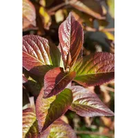 Pflanzen Für Dich Weigela florida 'Wings of Fire', Weigelie,