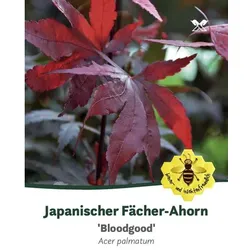 Roter Fächer-Ahorn, Acer palmatum »Bloodgood«, Blätter: dunkelrot, Blüten: purpurfarben