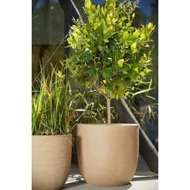 Capi Europe Blumentopf Tutch Ø 35 x 34 cm schwarz