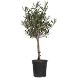 Plant in a Box - Olea europaea Höhe 60-70cm