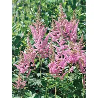 Pflanzen Für Dich Astilbe chinensis 'Visions in Pink' -r-