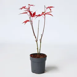 Plant in a Box - Japanischer Ahorn - Acer palmatum 'atropurpureum' - Höhe 25-40cm - ø10,5cm