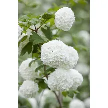PlantaPro Viburnum opulus 'Roseum' 80–100 cm – Winterhart, Mehrjährig & Pflegeleicht – Schneeball – Heckenpflanze für Garten & Sichtschutz