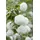 PlantaPro Viburnum opulus 'Roseum' 80–100 cm – Winterhart, Mehrjährig & Pflegeleicht – Schneeball – Heckenpflanze für Garten & Sichtschutz