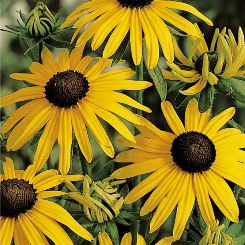 Rudbeckie – Rudbeckia fulgida 'Goldsturm'
