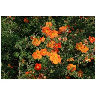Pflanzen Für Dich Potentilla 'Red Ace' Fingerstrauch, leuchtend rot, ca. 9x9 cm Topf