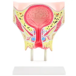 Anatomisches Modell der weiblichen Blase HeineScientific