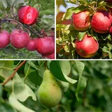 Plant in a Box Obstbaumen - Apfel, Birne & Abrikoos Höhe 60-70cm