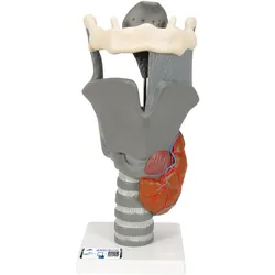 Funktionsmodell Kehlkopf, 2,5-fache Größe - 3B Smart Anatomy