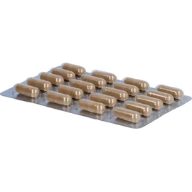 Terra Mundo GmbH Hericium Vitalpilz Bio Terra Mundo