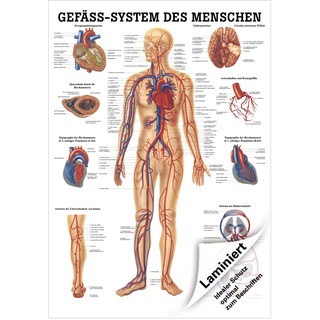 Das Gefäßsystem Lehrtafel Anatomie 100x70 cm medizinische Lehrmittel, Laminiert