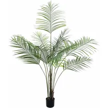 Europalms Großblatt-Areca, 185cm