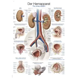 Lehrtafel Harnapparat  50x70cm