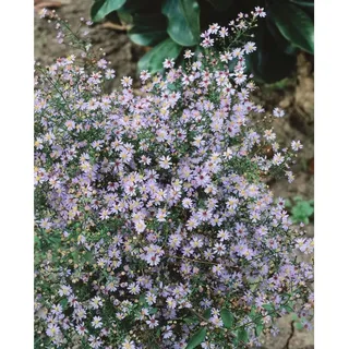 pflanzen-für-dich.de Aster cordifolius 'Little Carlow', Herz-Aster, lavendelblau, ca. 9x9 cm Topf