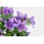 I.GE.A. Kunstblume I.GE.A. "Glockenblumen-Strauß in Vase", lila (violett), B:24cm H:36cm L:20cm, Polyester, Kunstpflanzen, Sternblumen Blumen Dekoblumen Künstlich Bouquet Blumenstrauß