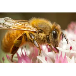 Fototapete PAPERMOON "HONIGBIENE-BIENE MAKRO BLÜTENSTAUB BLUME INSEKTE NATUR", bunt, B:3,00m L:2,23m, Vlies, Tapeten