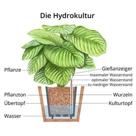 Dehner Efeutute, Epipremnum aureum, Hydrokultur, Grün, Gelb