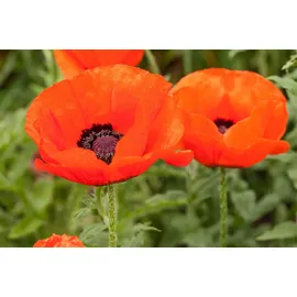 Pflanzen Für Dich Papaver orientale Nana Allegro' Türkischer Mohn Ca. 11x11 cm Topf