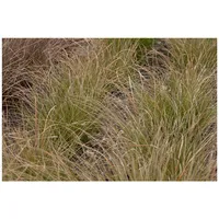 Pflanzen Für Dich Carex testacea, Neuseeländisches Segge, orange-braun, ca.