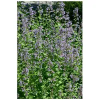 Pflanzen Für Dich Nepeta grandiflora 'Pool Bank', Katzenminze, blauviolett,