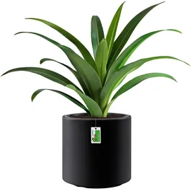 Prosperplast Heos Ø 30 x 29 cm Anthrazit