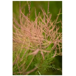 Tamarix parviflora, Rosarote Tamariske, 60–100 cm