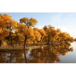 Fototapete PAPERMOON "HERBST LANDSCHAFT-CHINA SEE WALD BÄUME STRAND SONNE", bunt, B:4,50m L:2,80m, Vlies, Tapeten