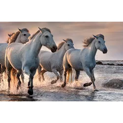 Fototapete PAPERMOON "PFERDE-CAMARGUE GALLOP STRAND MEER TIERE KÜSTE PROVENCE", bunt, B:4,00m L:2,60m, Vlies, Tapeten