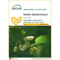 SAFLAX - Weißer Maulbeerbaum - 200 Samen - Morus