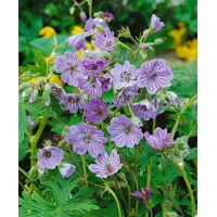 Pflanzen Für Dich Geranium renardii 'Terre Franche', Storchschnabel, ca.