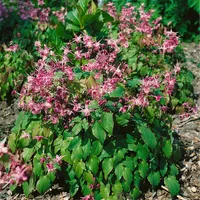 Pflanzen Für Dich Epimedium grandiflorum Rubinkrone Elfenblume, ca. 9x9