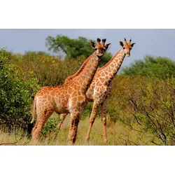 Fototapete PAPERMOON "GIRAFFE-TIERE AFRIKA SAVANNE STEPPE SAHARA BÄUME NATUR", bunt, B:4,00m L:2,60m, Vlies, Tapeten