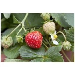 Fragaria x ananassa 'Mieze Schindler', Erdbeere, ca. 9x9 cm Topf