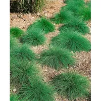 Pflanzen Für Dich Festuca ovina, Schaf-Schwingel, ca. 9x9 cm