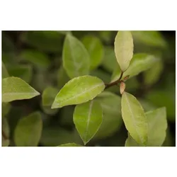 Elaeagnus ebbingei, immergrün, silbrig-grün, 60–80 cm