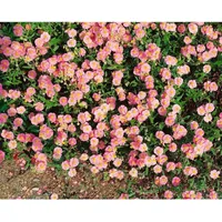 Pflanzen Für Dich Helianthemum x cult. 'Lawrensons Pink', Sonnenröschen,