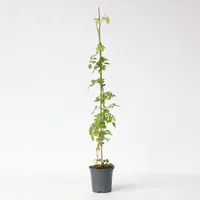 Plant in a Box - Trompetenkletterer - Campsis radicans