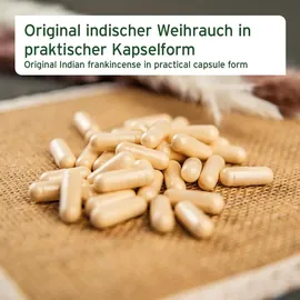 AniForte Weihrauch Kapseln 100 St