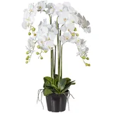 Creativ green Gasper Kunstpflanze Phalenopsis im Kunststofftopf, Farbe: Weiß, in der Höhe: 90 cm, 105801-40