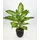Seidenblumen Roß Dieffenbachia 50cm im Topf ZF künstliche Pflanzen Kunstpflanzen Dekopflanzen (50cm - Dieffenbachia)