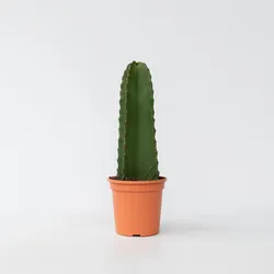 Plant in a Box - Cowboy-Kaktus - Euphorbia ingens - Höhe 40-50cm - Topf 18cm