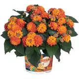 meinvipshop Topfpflanze Wandelröschen orange Lantana camara Havana Orange