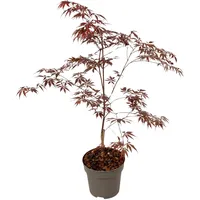 Plant in a Box - Japanischer Ahorn - Acer